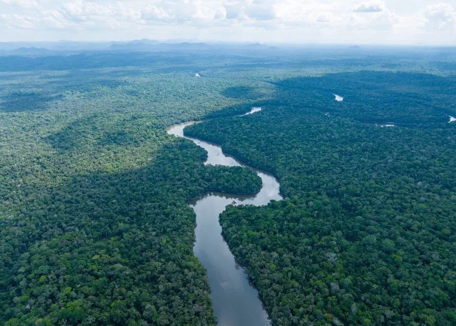 Private sector plans new fund to help protect Guyana’s forests