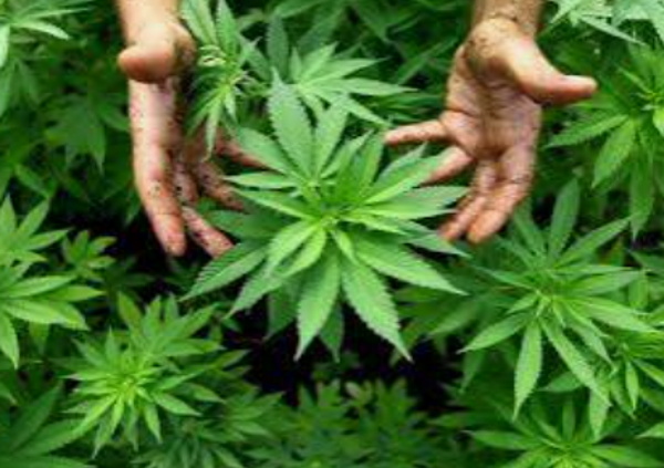 MCA secures banking access for licensed marijuana growers