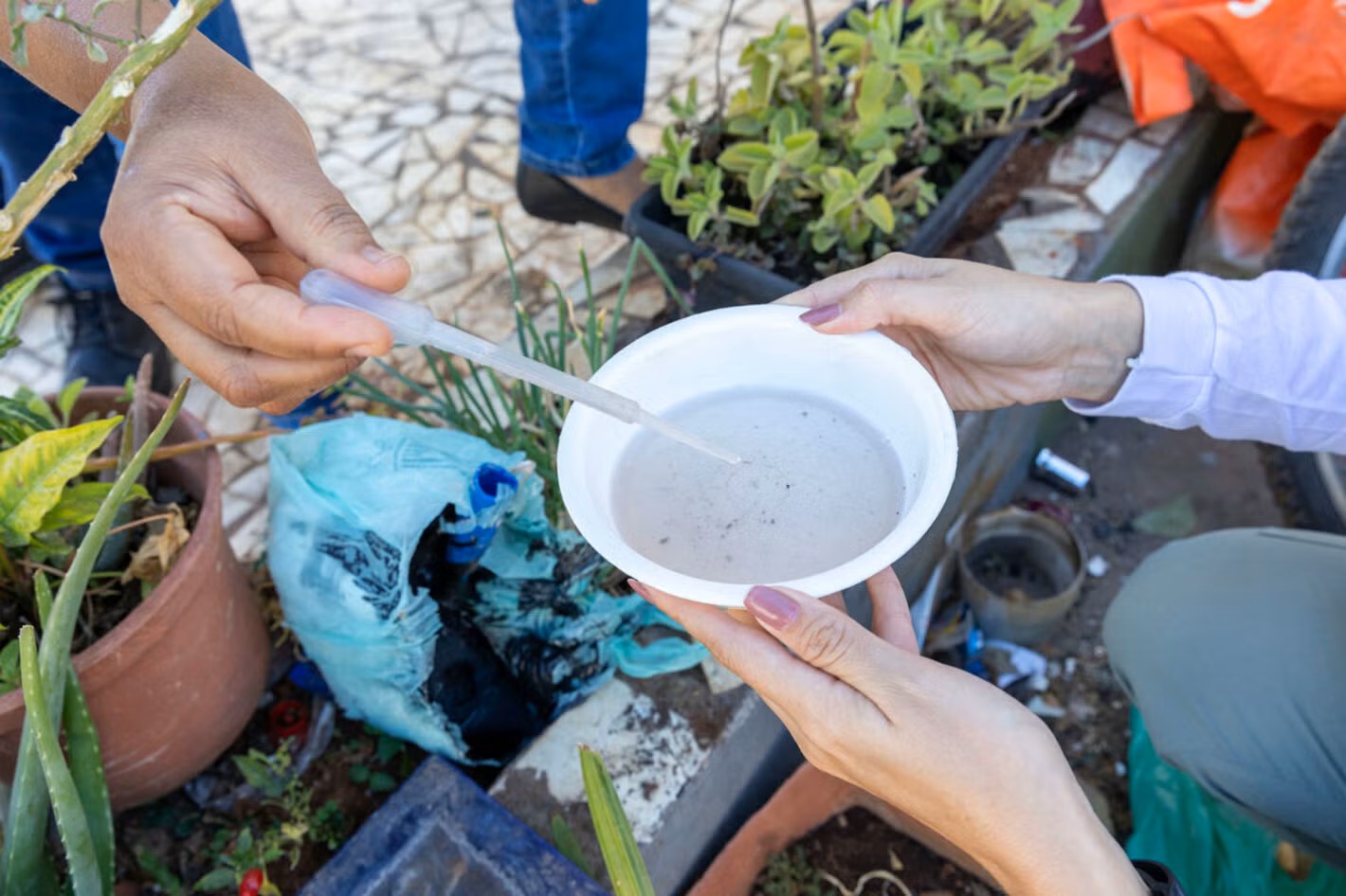 PAHO urges Caribbean to prepare for dengue, chikungunya rise